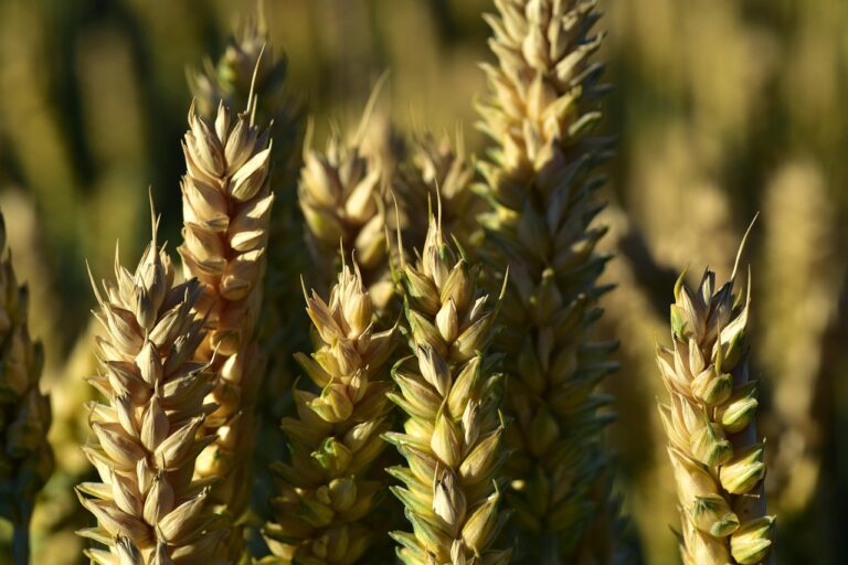 Espigas de trigo doradas, uno de los cereales con gluten que desencadena la celiaquía