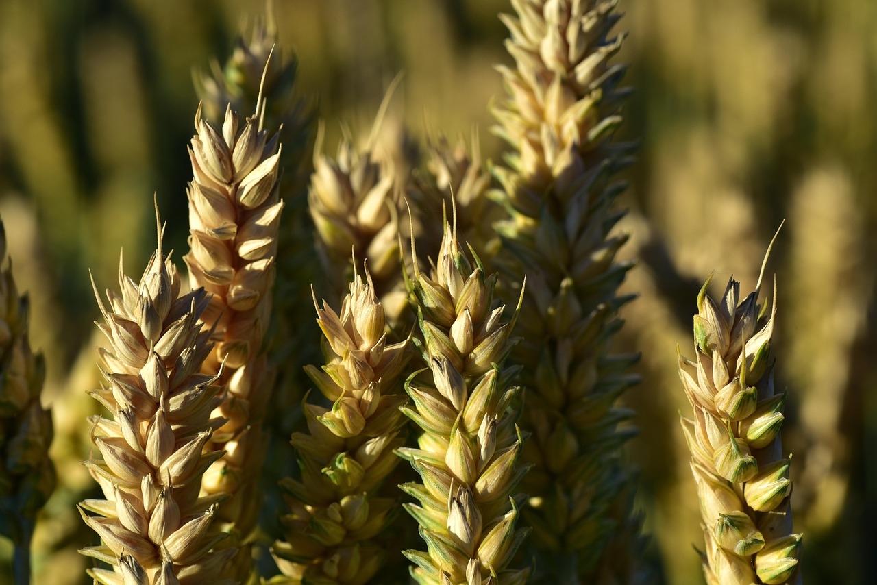 Espigas de trigo doradas en primer plano, uno de los cereales con gluten que provoca la reacción en la celiaquía