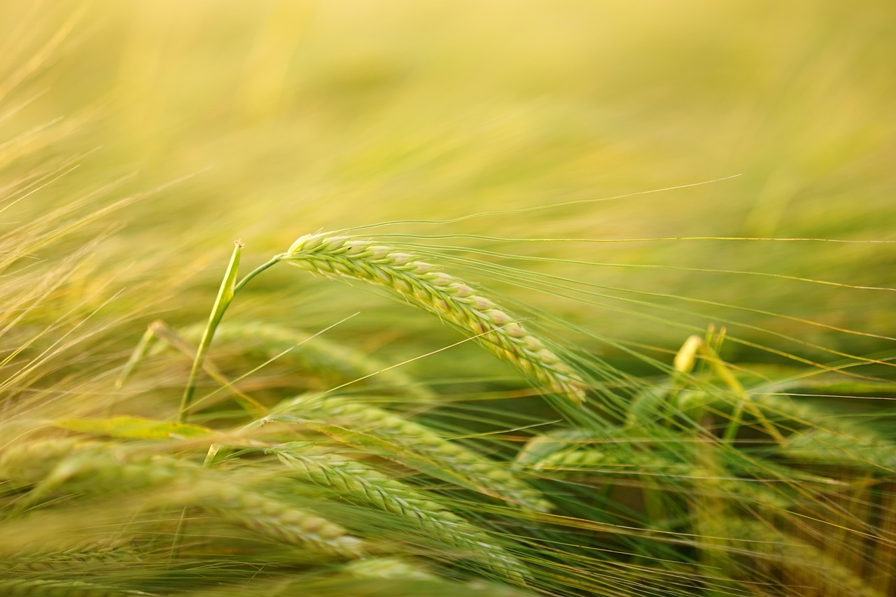 Green barley ears in a field, a cereal that contains gluten