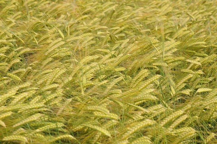 Barley and malt: food not suitable for celiacs
