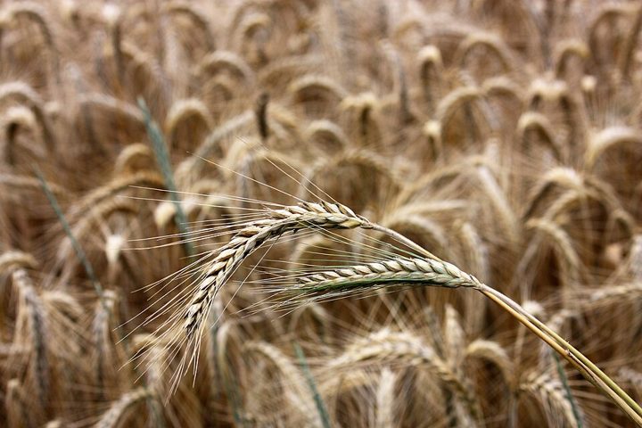 Rye: food not suitable for celiacs