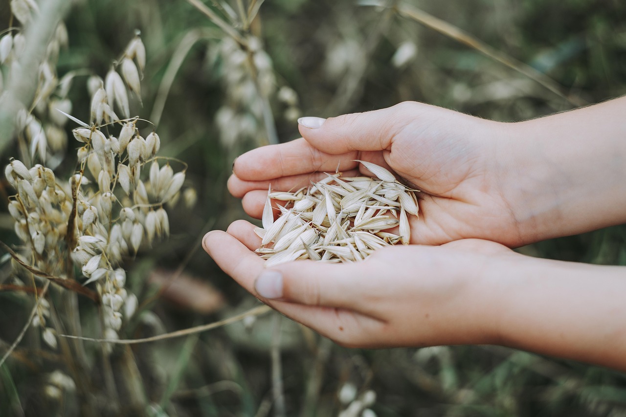 Hands holding oat grains next to oat stalks in a field