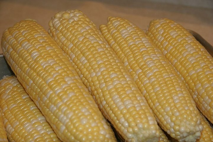 Maíz: alimento apto para celíacos