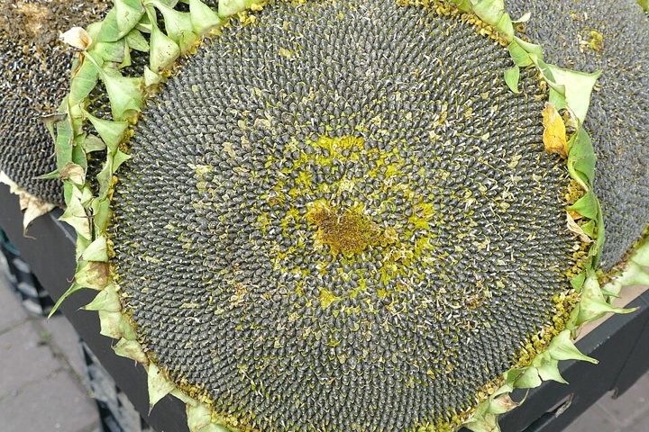Semillas naturales: alimento apto para celíacos