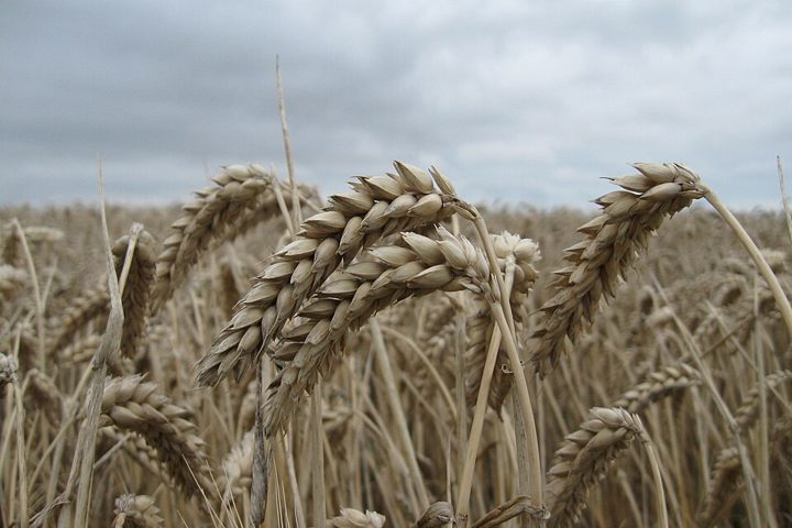 Trigo: alimento no apto para celíacos